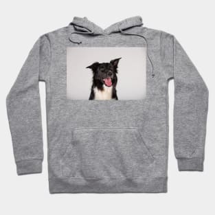 adorable purebred Border Collie Hoodie